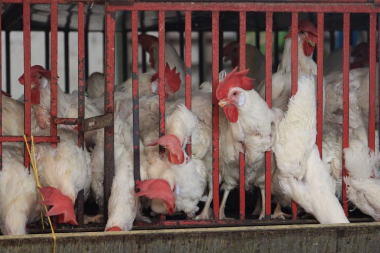 Niña de 3 años es la primera muerte confirmada por gripe aviar AH5N1 en Coahuila