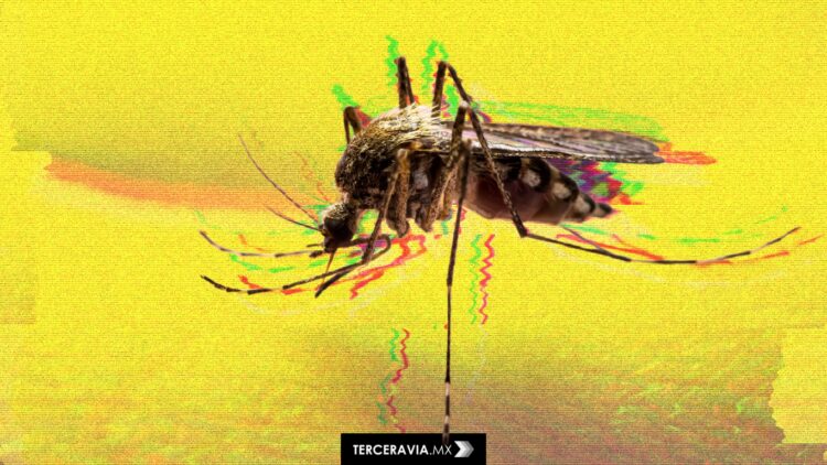 Colombia declara emergencia por fiebre amarilla: 34 muertes y riesgo de expansión urbana