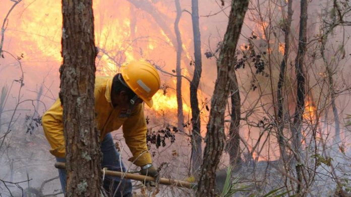 Ninguno de los incendios forestales activos en México representan un riesgo a la población