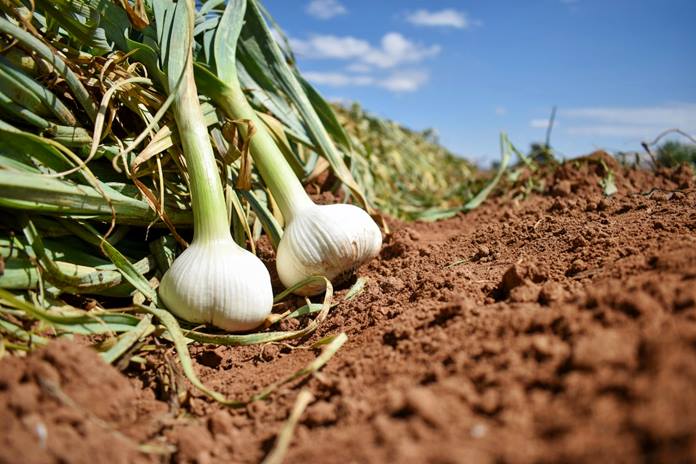 Aguascalientes, segundo lugar en rendimiento de producción de ajo a nivel nacional