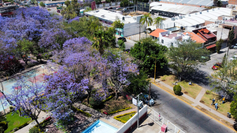 Se reforestó el camellón de Ignacio T. Chávez y calle Medellín en Aguascalientes