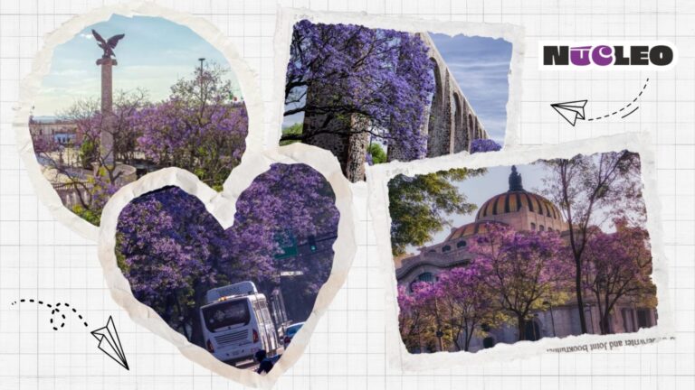 La primavera en morado: 7 lugares para disfrutar de la temporada de jacarandas en México