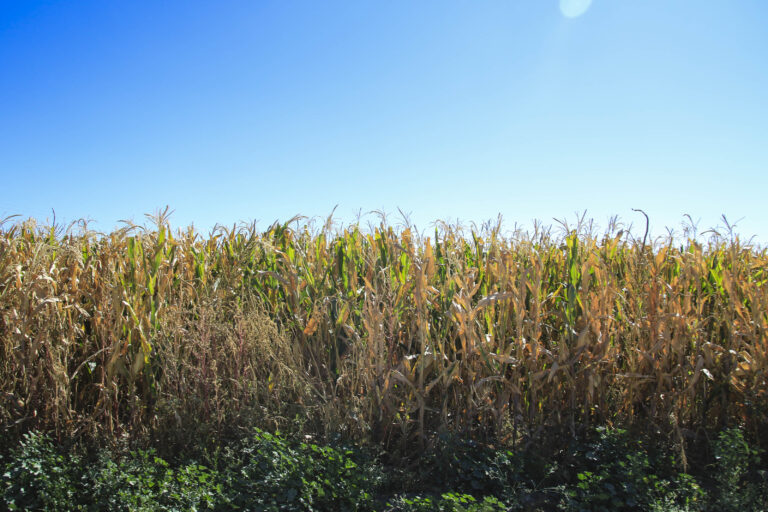 El futuro del maíz en México, ¿nativo o transgénico?