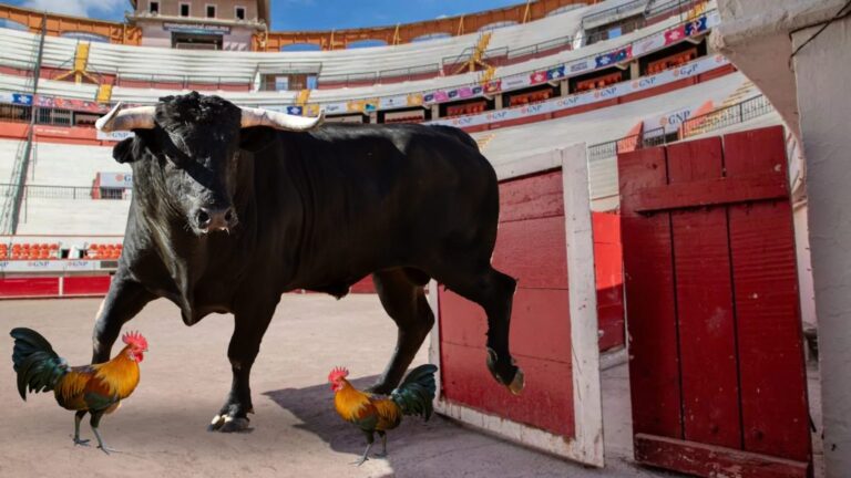 Aguascalientes prohíbe los narcocorridos… pero protege las corridas de toros y peleas de gallos