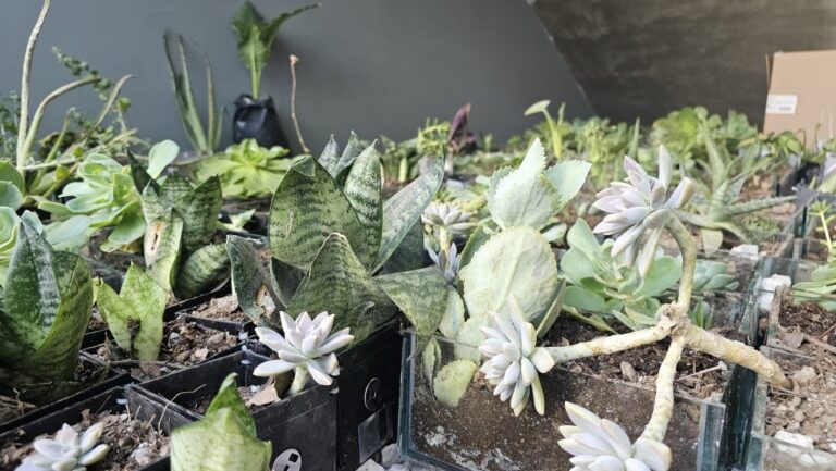 UAA organiza su 1° Feria Ambiental Universitaria con talleres, trueque y conferencias