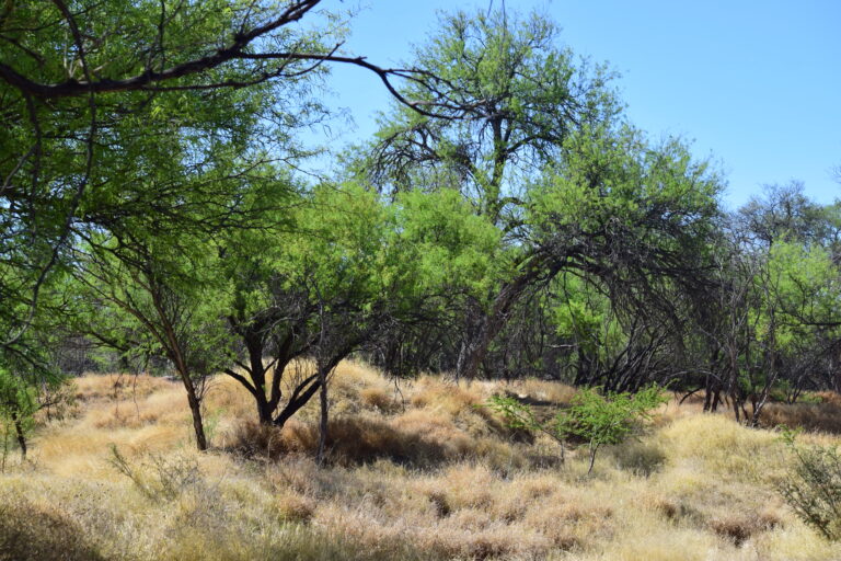 Municipio prioriza negociación sobre expropiación en caso La Pona 