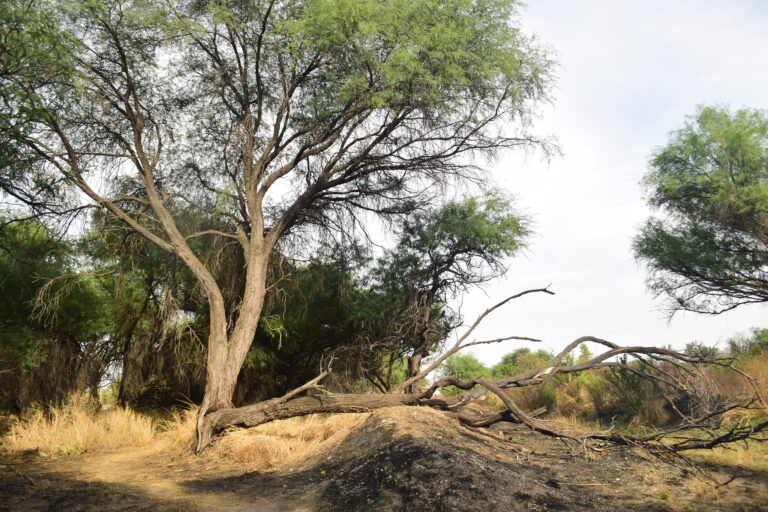 La Pona a juicio: Conceden suspensión contra deforestación en Aguascalientes