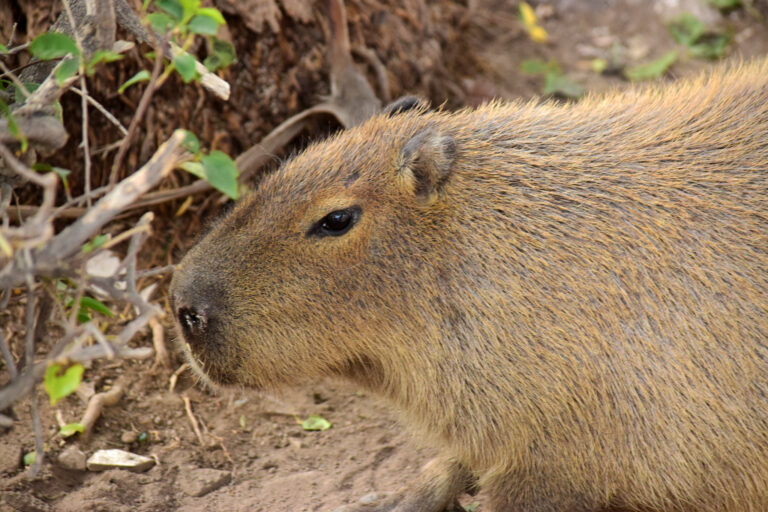 Parque Hidalgo inauguró la exhibición temporal de capibaras