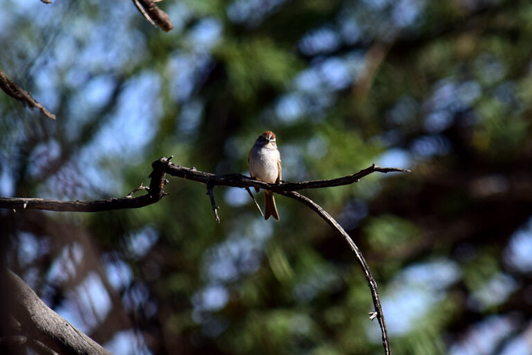 Resistencia en Aguascalientes