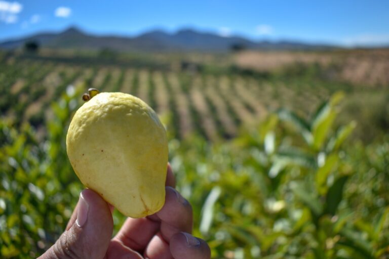 Buscan que vinos y guayaba obtengan la Indicación Geográfica