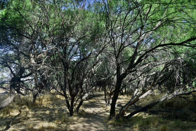 LA PONA A JUICIO: CONCEDEN SUSPENSIÓN CONTRA DEFORESTACIÓN