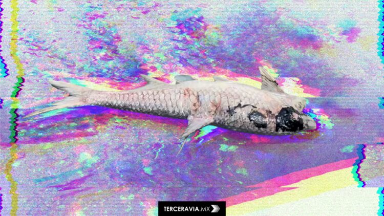 Gobierno minimiza derrame en Tabasco mientras miles de pescadores quedan en el abandono