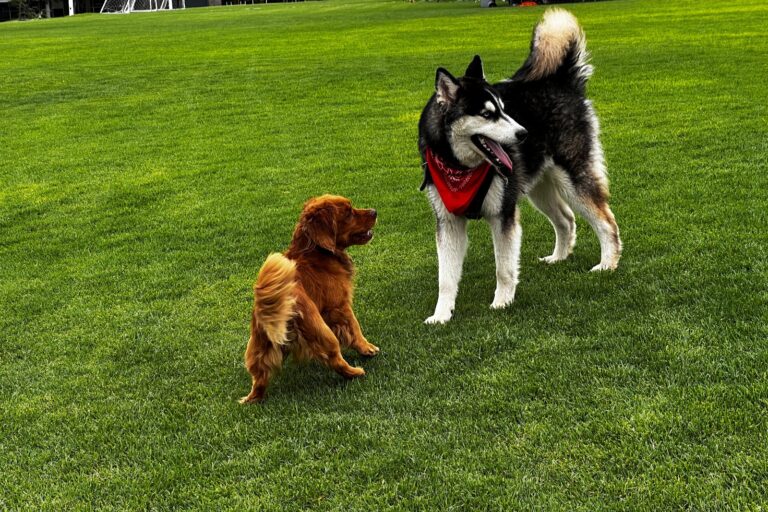 Abren nuevas fechas para esterilizaciones gratuitas caninas y felinas