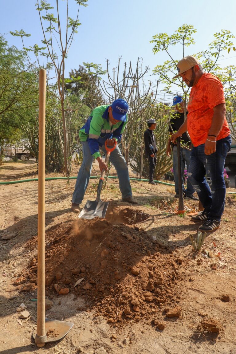 Más de 2 mil 500 árboles plantados en Jesús María en lo que va del año