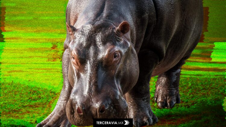 Violencia en Sinaloa obliga al cierre del santuario Ostok: más de 700 animales son evacuados a Mazatlán