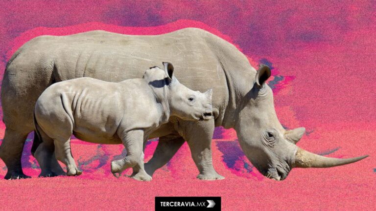 Sudáfrica: más de 100 rinocerontes asesinados en tres meses por cazadores furtivos