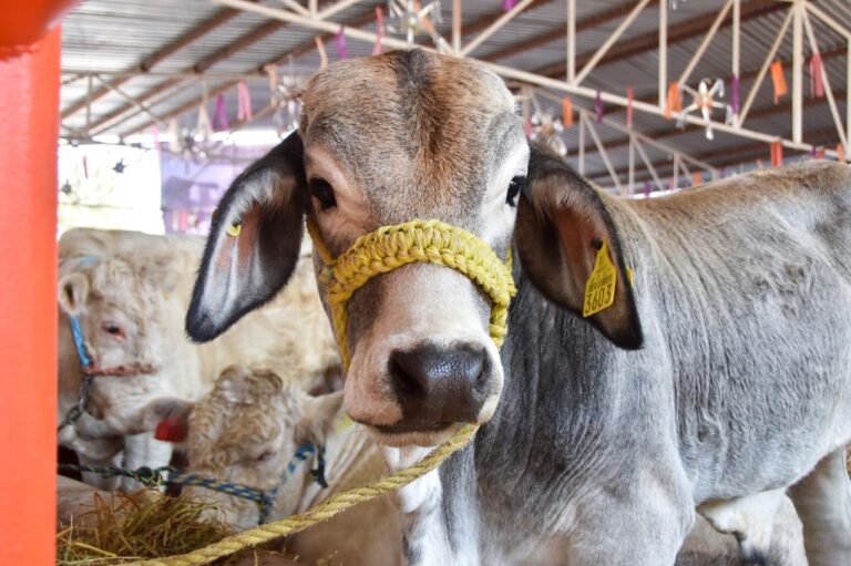 Invitan a productores a participar en programa con el que pueden mejorar su ganado