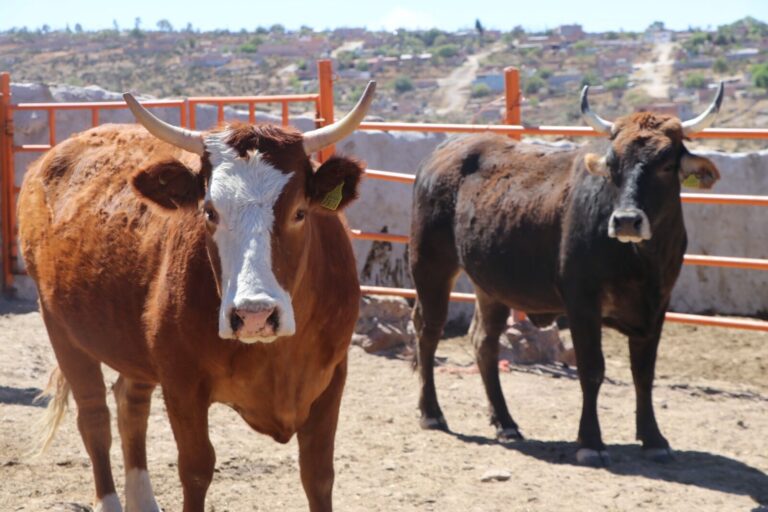 Aguascalientes refuerza su compromiso con la sanidad del ganado