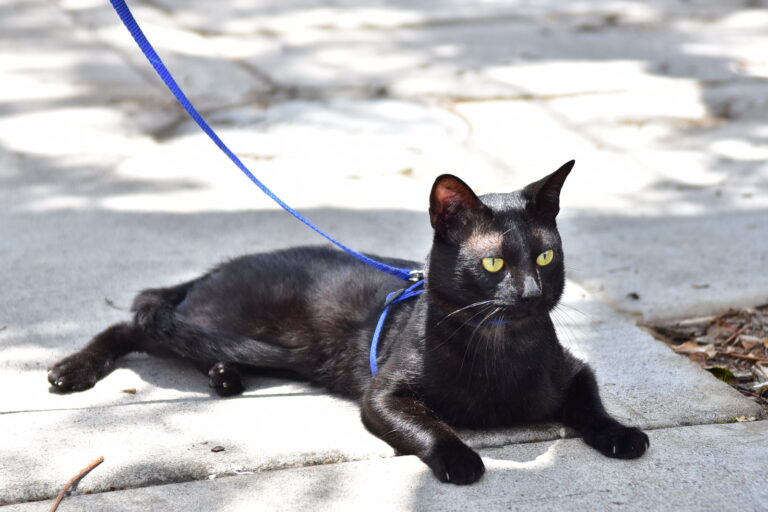 Irresponsables abandonan a sus mascotas en consultorios veterinarios en Aguascalientes