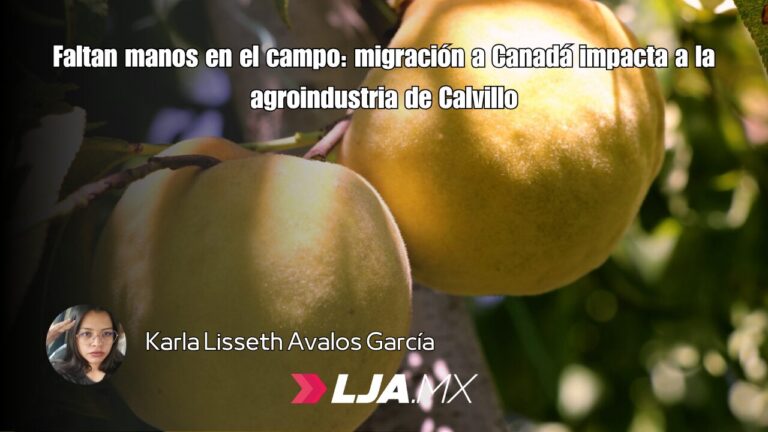 Faltan manos en el campo: migración a Canadá impacta a la agroindustria de Calvillo