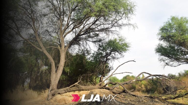 SUSPENSIÓN DEFINITIVA CONTRA DEFORESTACIÓN EN LA PONA