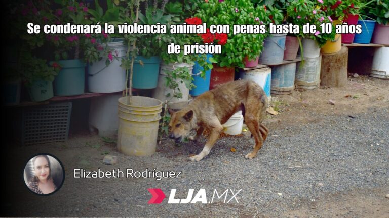 Se condenará la violencia animal con penas hasta de 10 años de prisión