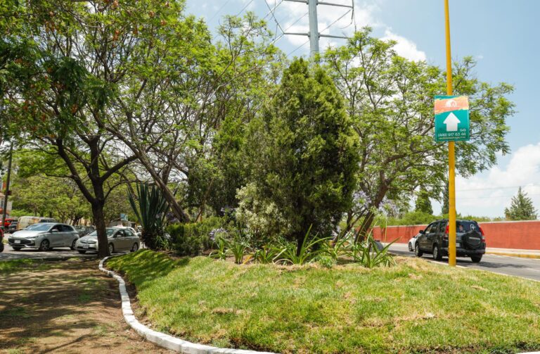 Realiza municipio de Aguascalientes arborización y rehabilitación del camellón de Alameda