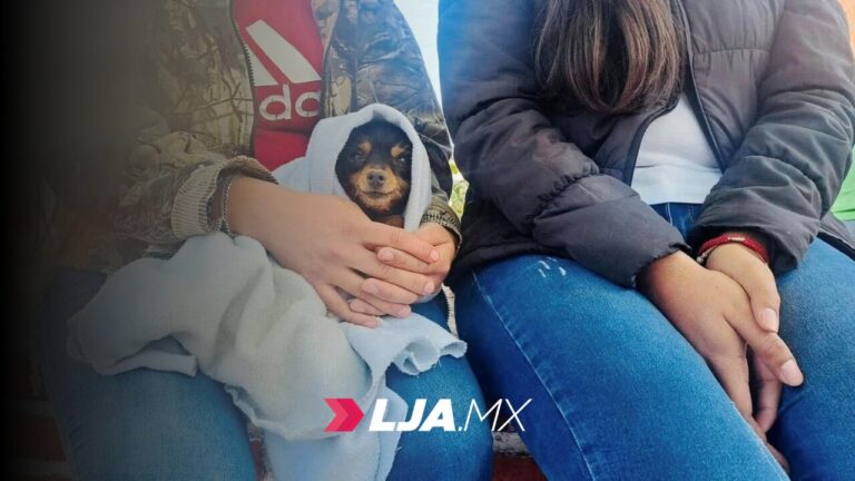 Nuevas fechas para esterilizaciones gratuitas caninas y felinas 