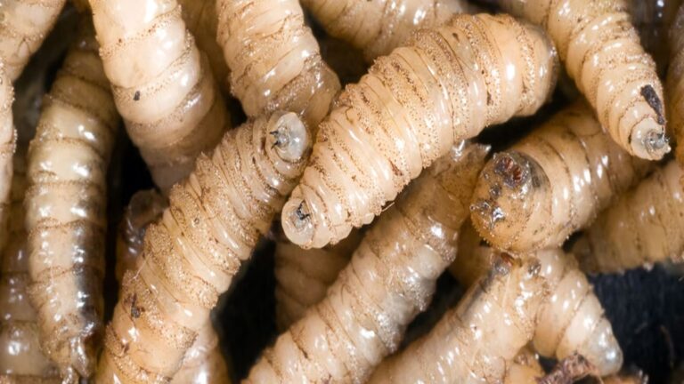 Contra el gusano barrenador prevención y control: experto de la UAA