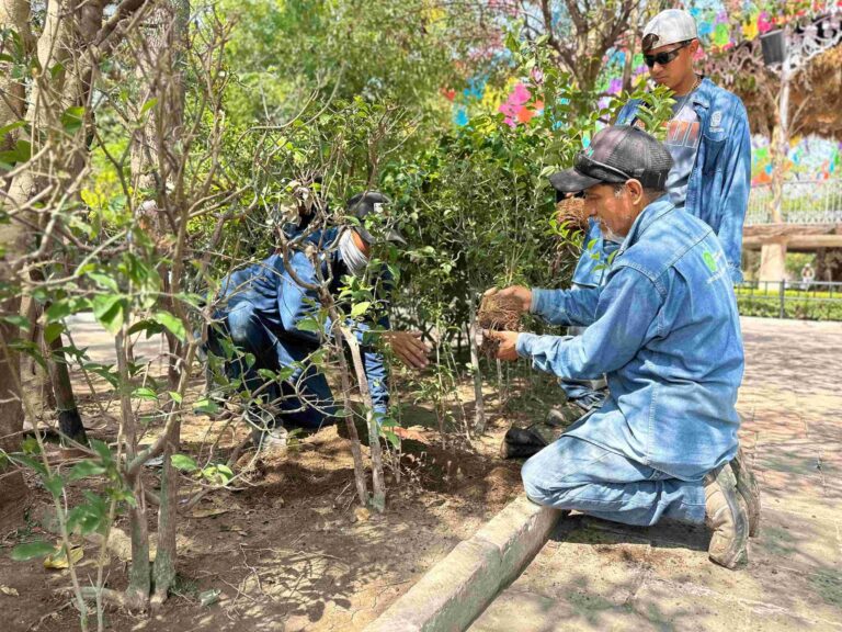 Municipio de Aguascalientes reforesta el Jardín de San Marcos con 300 truenos