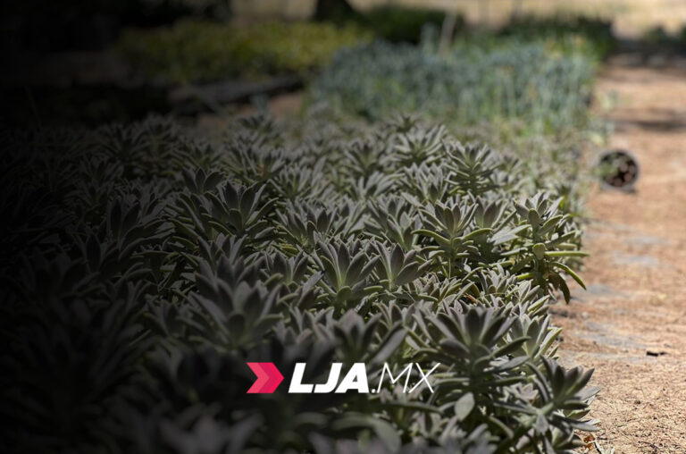 Todos los martes, en los viveros estatales regalan plantas y árboles en Aguascalientes