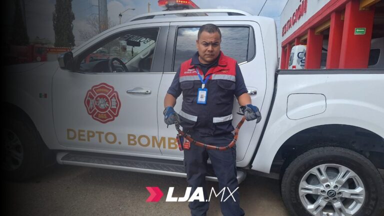 Durante temporada de lluvias, aumentan reportes de serpientes en zonas urbanas