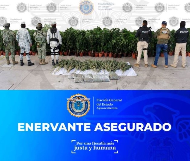 Prisión preventiva para una persona por cultivo de marihuana en Aguascalientes