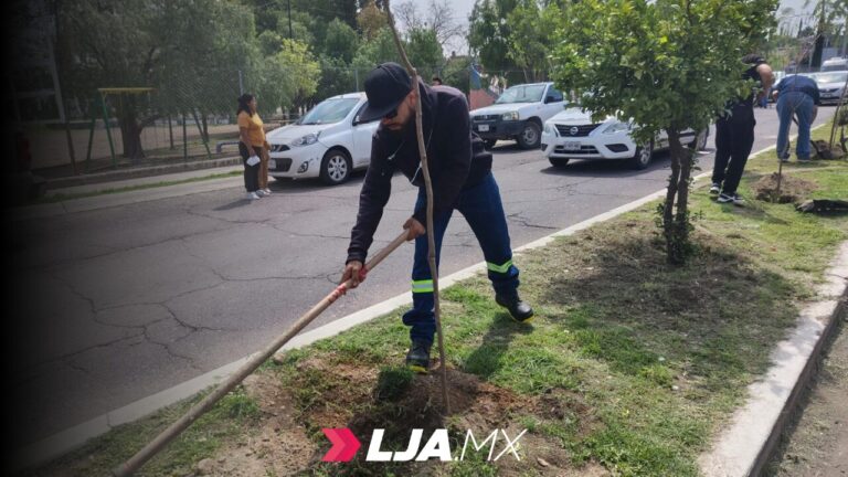 Municipio inicia programa “Aguas con tu Árbol” para plantar 500 árboles en camellones secundarios