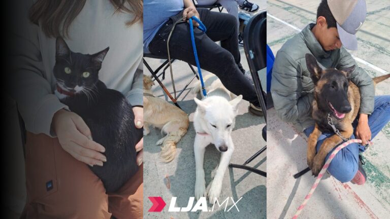 Llevarán jornadas de esterilización canina y felina a tres nuevas sedes en julio