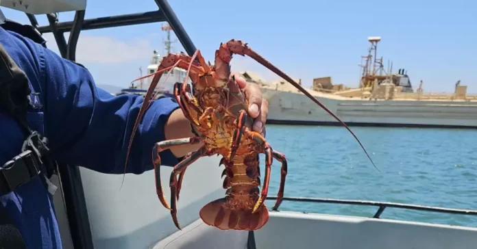 Marina asegura redes ilegales con langosta roja en veda en costas de Ensenada