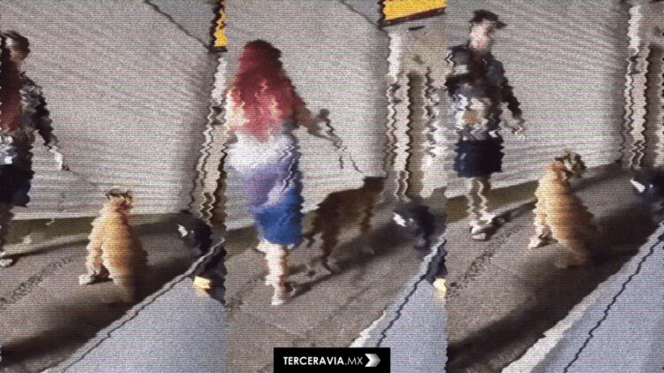 León suelto en Puerto Vallarta revive debate sobre tenencia de animales exóticos