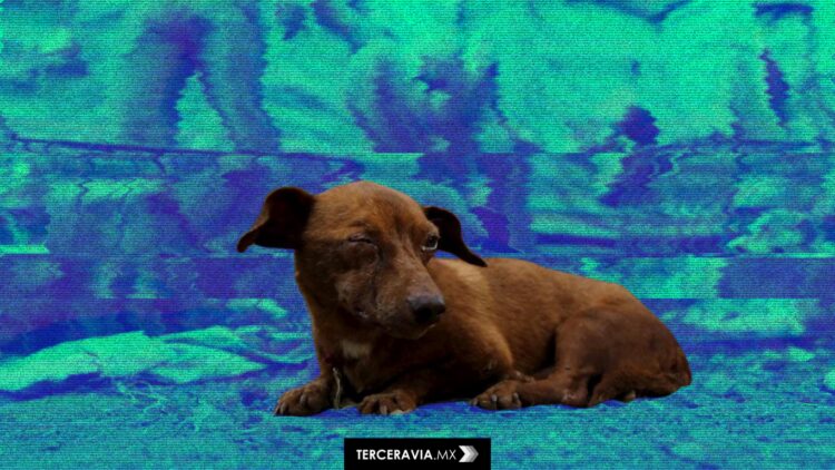 Fiscalía CDMX lanza agencia contra maltrato animal con 286 casos investigados en 2025