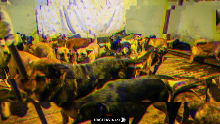 Albergue en Ensenada escondía hacinamiento y crueldad animal: 300 perros fueron rescatados