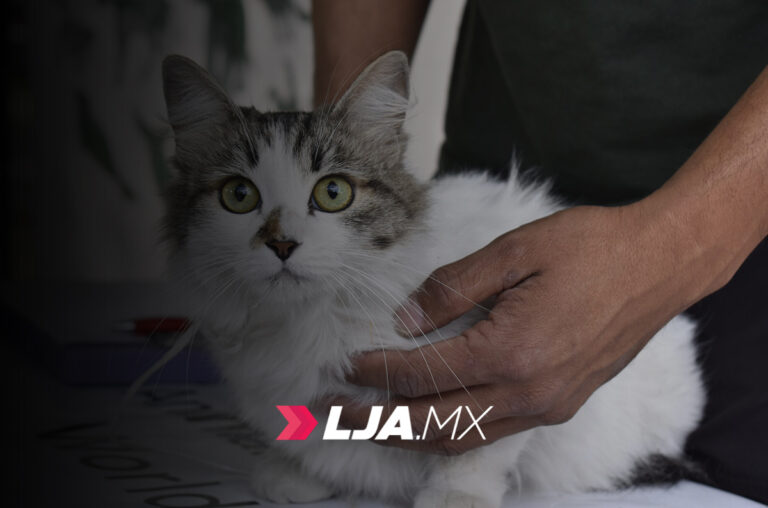 Hospital Veterinario Municipal de Aguascalientes estará listo en septiembre