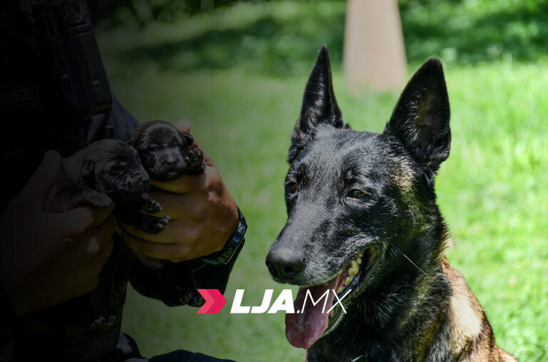 Nacen dos nuevos cachorros del grupo K-9