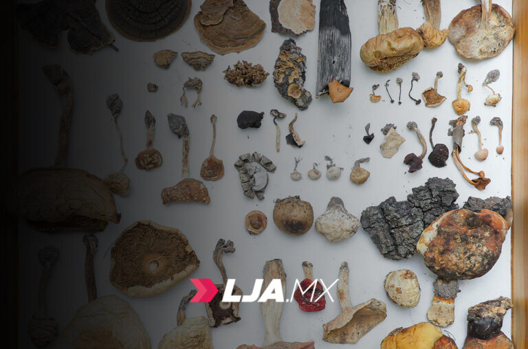 Los hongos como guardianes del ecosistema, el acervo que resguarda la UAA