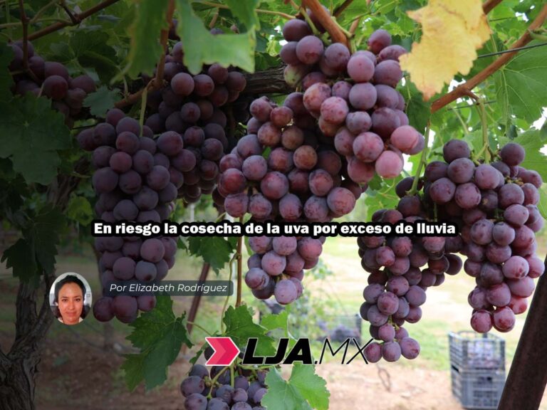 En riesgo la cosecha de la uva por exceso de lluvia en Aguascalientes