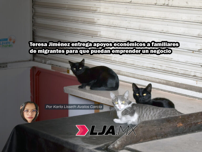 Señalan a asociación por dar en adopción a gatitos presuntamente infectados con parvovirus en Aguascalientes