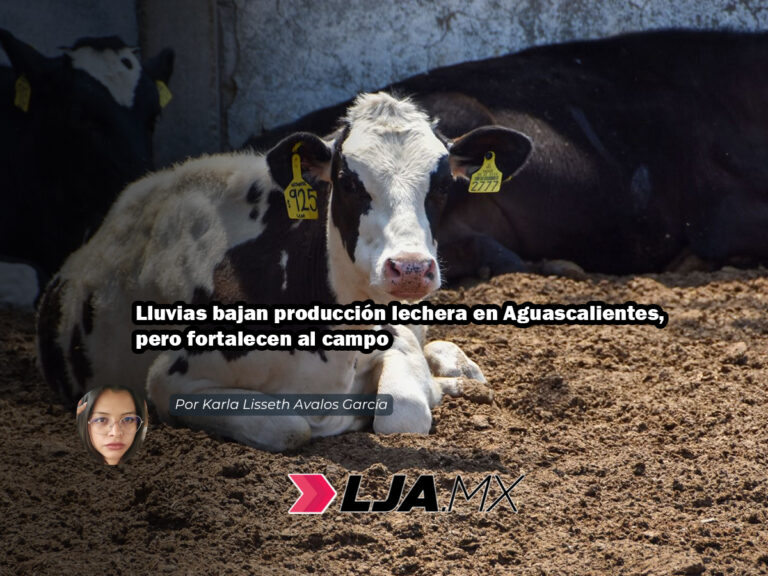 Lluvias bajan producción lechera en Aguascalientes, pero fortalecen al campo