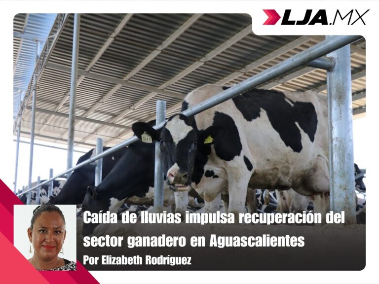 Caída de lluvias impulsa recuperación del sector ganadero en Aguascalientes