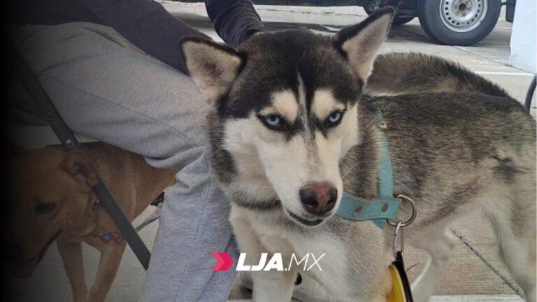 Quirófano veterinario móvil llegará a comunidades de San Antonio y Refugio de Peñuelas