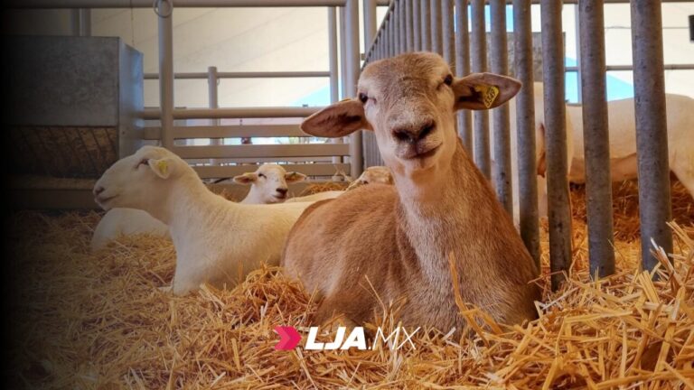 Mujeres productoras de Aguascalientes recibirán borregos para repoblar sus establos