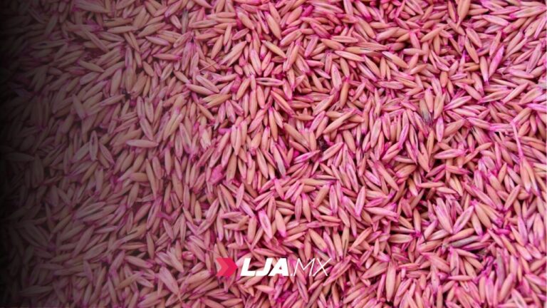 Invitan a productores agropecuarios a participar en la convocatoria para adquirir semilla de avena