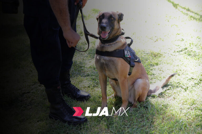 Grupo K-9 busca certificación en función policial y detección de olores